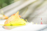 石破天惊！泰勒·亚当斯43米吊射破门为本赛季英超最远进球